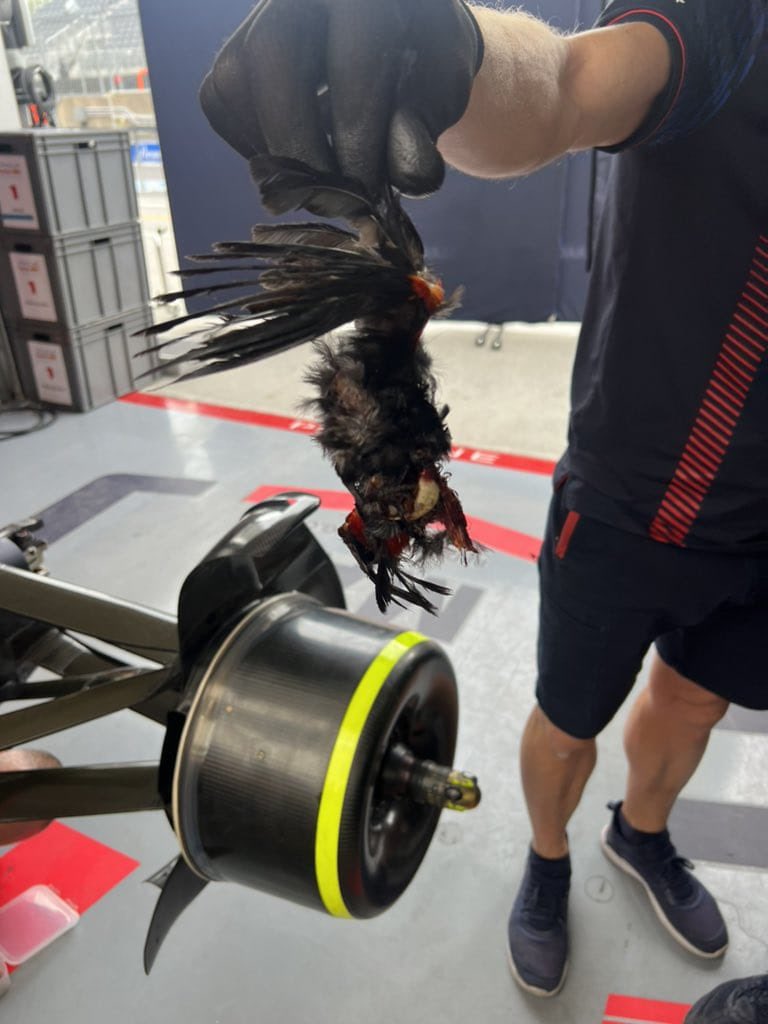 L'oiseau retrouvé coincé derrière l'écope de frein de Verstappen, Canada 2023 - ©️ @Charreljalving / Twitter